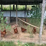 A Casa Amarela * Pinheiro de Coja