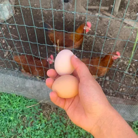 A Casa Amarela Apartment