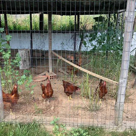A Casa Amarela * Pinheiro de Coja