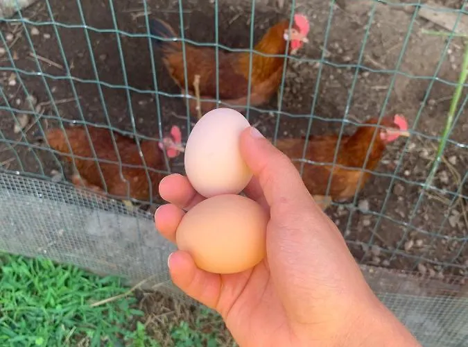 A Casa Amarela Appartement